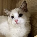 Pedigree Ragdoll Kittens - Private Adoption-0