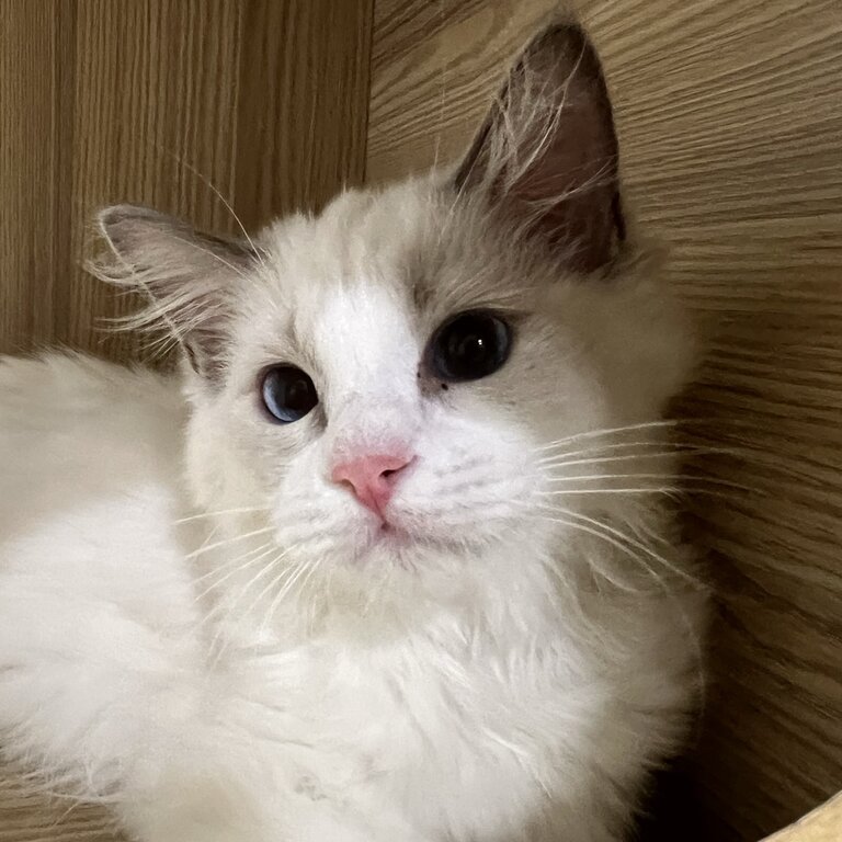 Pedigree Ragdoll Kittens - Private Adoption