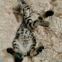 Big spotted Male Bengal Kitten-1