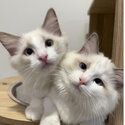 Pedigree Ragdoll Kittens - Private Adoption-1