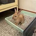 Rabbit for adoption-2