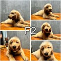 Adorable Golden Doodle puppies seeking loving homes! -5