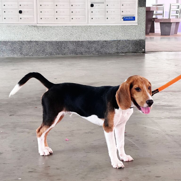 7 months male Beagle 