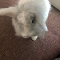 Rehome Moshi Bunny-2