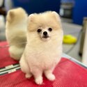 Mini Pomeranian for sale -3