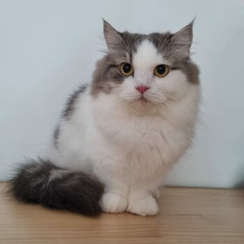 3 years old female munchkin looking for new home