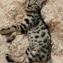 Big spotted Male Bengal Kitten-2