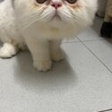 Persian kitten for sale-0