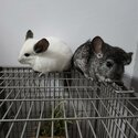 Urgent sale of 4 Chinchillas due to moving out-1