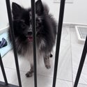 Merle Pomeranian (Negotiable) -0