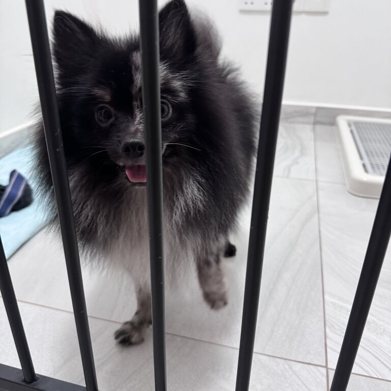 Merle Pomeranian (Negotiable) 