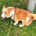 Affectionate young corgi for adoption-0