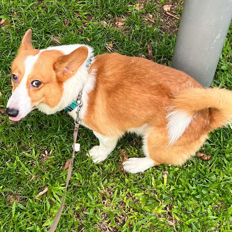 Affectionate young corgi for adoption