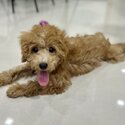 Vaccinated and microchipped toy/miniature poodle puppy-0