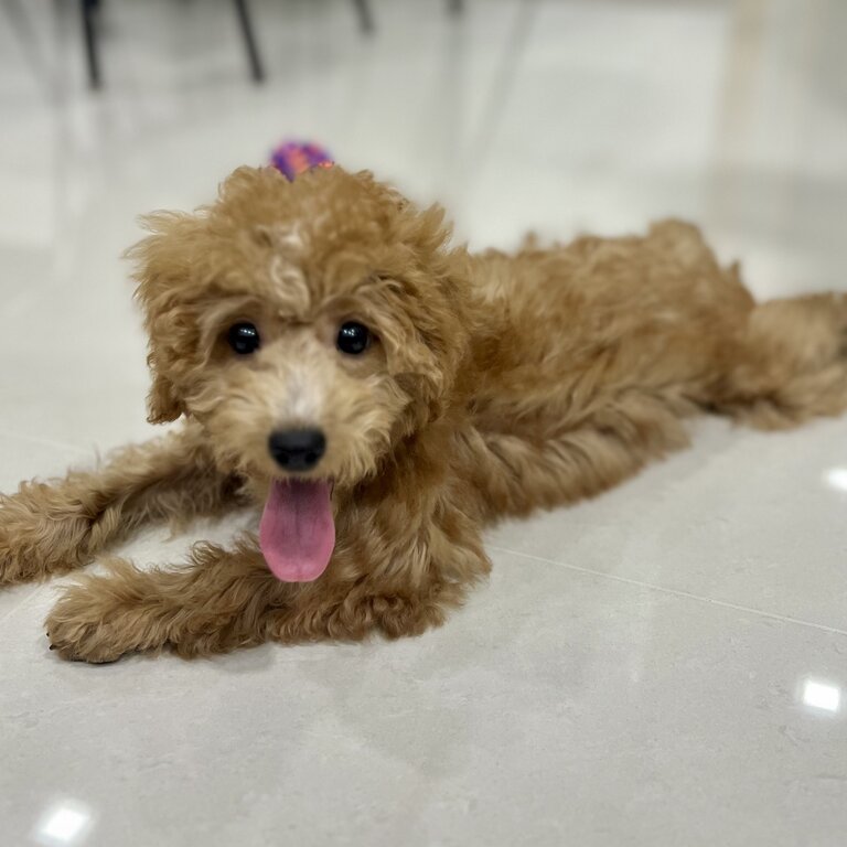 Vaccinated and microchipped toy/miniature poodle puppy