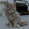 Maine Coon Kitten available both male and female -5