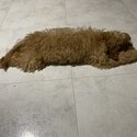 [URGENT] Selling Cavapoodle puppy-2