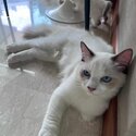 Charming Blue-Eyed Feline Companion - Ragdoll-0