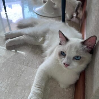 Charming Blue-Eyed Feline Companion - Ragdoll
