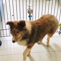 Shetland Sheepdog looking for new owner-2