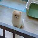 Mini Pomeranian for sale -1