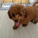 Female 4 months maltipoo -0