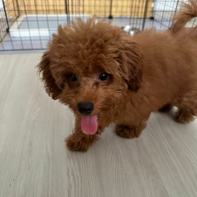 Female 4 months maltipoo 