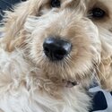 Goldendoodle puppy for sale-1