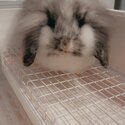 Lion head x lop bunny for sale!-1