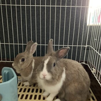 Selling two rabbits