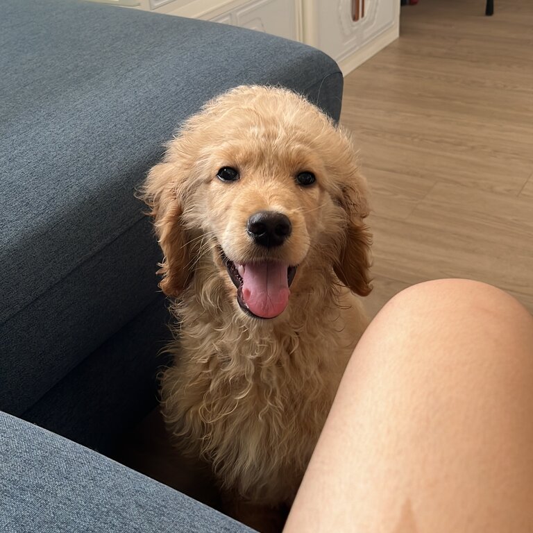 Male Puppy Goldenooble  