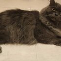 Male Pure Breed British Shorthair &amp; Mixed breed Long Hair Cat for sale -2