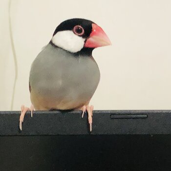 Java Sparrow for sale