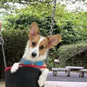 lovely corgi looking for a new home -3