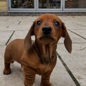 Adorable Dachshund Puppies for adoption-0