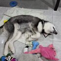 Young Husky Puppy to Rehome-4