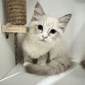 Ragdoll mix Ragamuffin-0