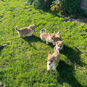 KC Registered Pembrokeshire Corgi Puppies -0