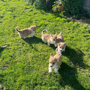 KC Registered Pembrokeshire Corgi Puppies 