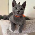 Russian Blue kittens males and females contact whitezoney@ gmail .com-0