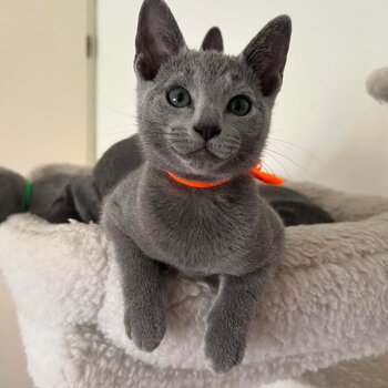 Russian Blue kittens males and females contact whitezoney@ gmail .com