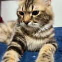 Siberian mix cat-3