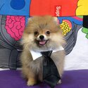 Cute and active Pomeranian for sale -0