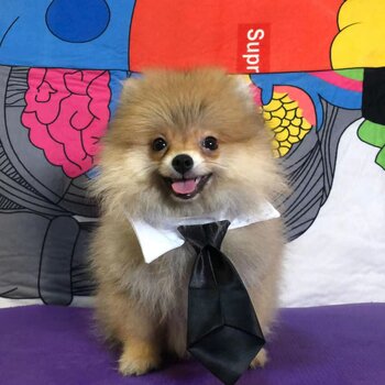 Cute and active Pomeranian for sale 