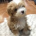 Male and Female Poodle puppies -0