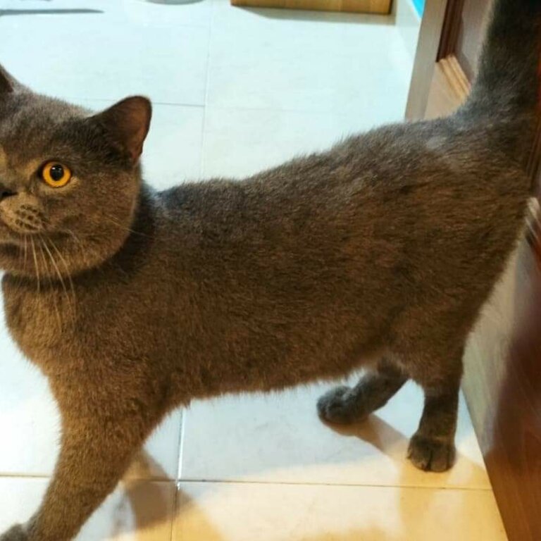 Pure Bred British Shorthair