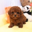 Beautiful Teacup Poodle dogs for sale Singapore-0