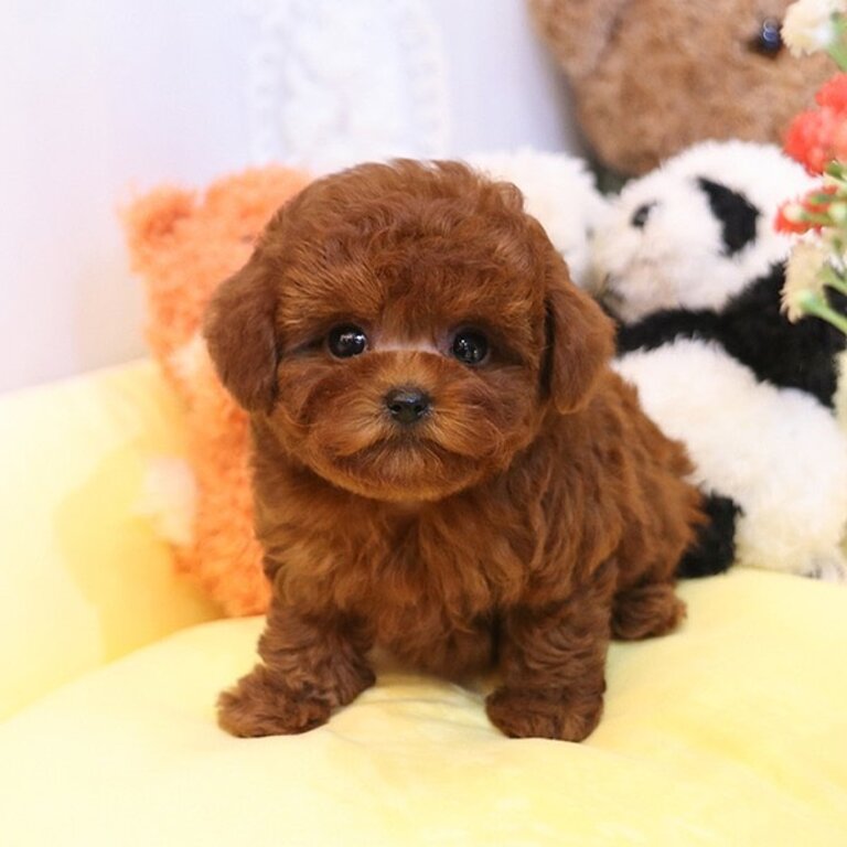 Beautiful Teacup Poodle dogs for sale Singapore