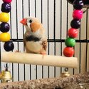 Male Zebra Finch for sale-2