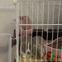 Blue eyed rabbits for sale-5